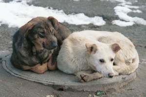 Почему в Астраханской области не хотят заниматься стерилизацией бездомных животных?