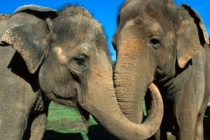 Слоны признаны самыми заботливыми животными