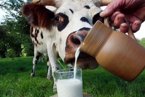 Астраханская область получит 2 миллиона рублей на молочное скотоводство