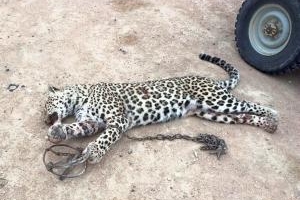Экологи: леопарда из Мангистау необходимо включить в Красную книгу