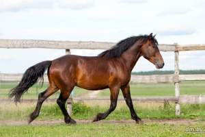 В племенных хозяйствах Астраханской области увеличивают приплод кушумских лошадей