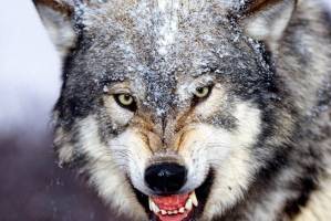 &#171;Тамбовский волк&#187; признан национальным достоянием