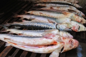 Под Астраханью у мужчины изъяли 200 кг  браконьерской рыбы