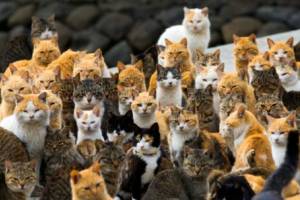 Остров кошек чуть не пострадал от продовольственного кризиса