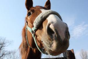 В Астраханской области лошадь спровоцировала ДТП