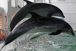 Дельфинов вернут на военно-морскую службу
