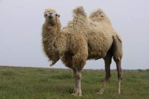 В Астраханской области увеличится количество племенных верблюдов