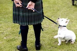 В Шотландии должность туристического посла предложили собаке