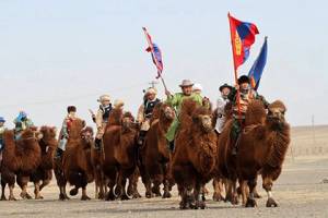 В пустыне Гоби прошла крупнейшая гонка верблюдов
