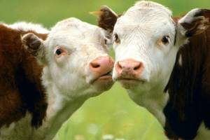 В Астраханской области появится более 1000 голов крупного рогатого скота