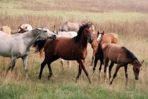 В Астрахани местные жители подозреваются в краже лошадей
