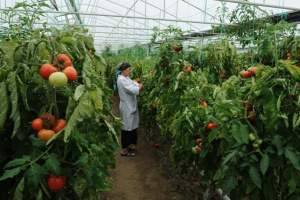 Астраханские аграрии сделают акцент на развитие тепличных хозяйств