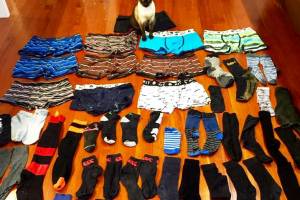 В Новой Зеландии кошка два месяца воровала вещи соседа