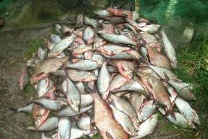 Под Астраханью обнаружили брошенную лодку с уловом рыбы в 700 кг