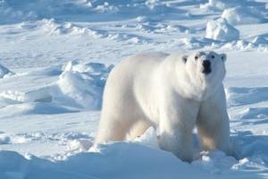 Чистоту в Арктике наведут за 1,6 миллиарда рублей