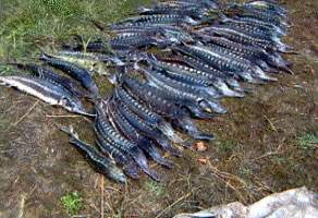 В Астраханской области сотрудники ФСБ изъяли три мешка рыбы осетровых пород