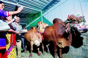 В Индии быку и корове устроили свадьбу за 27 тысяч долларов