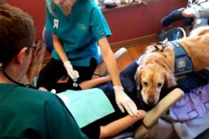 В Америке появился пес-стоматолог