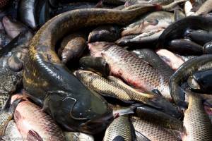 В Астраханской области работники предприятия похитили из улова более центнера рыбы