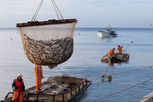В Астрахани обсудили развитие рыбопромышленного комплекса