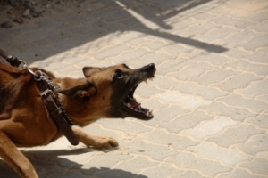 Хозяина собаки-убийцы в Астрахани посадили под арест