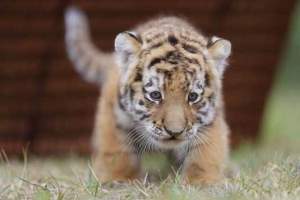 Тигрят, родившихся в Астраханской области, назвали Хара и Бали