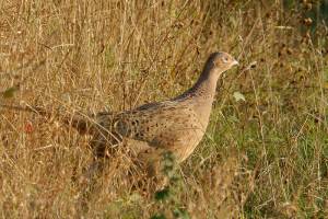 В Астраханской области запретили охоту на сайгаков и фазанов