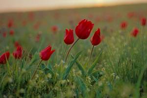 В Астрахани начался сезон тюльпанов