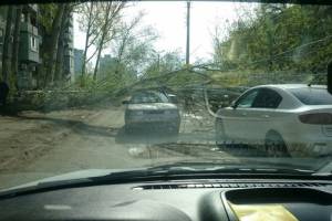 В Астрахани крупная ветка старого дерева рухнула на проезжающий мимо автомобиль