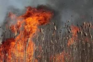 В Астраханской области главы поселений поджигали камыш