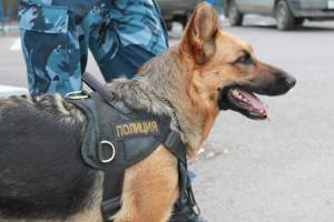 Полицейская собака помогла найти пропавших астраханских школьников