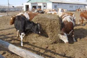 В Астраханской области контроль и наблюдение за сельскохозяйственными животными на высоком уровне
