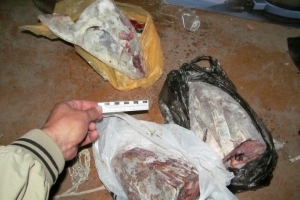 В Астраханской области прибывшие по вызову полицейские обнаружили в жилище незаконно добытую рыбу осетровых видов