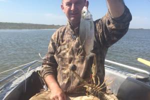 Вобла – главная рыба  предстоящих выходных в Астрахани