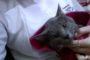 В Астрахани не будут возбуждать уголовное дело в отношении охранника, избившего кота