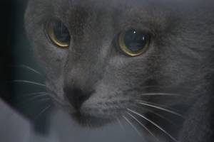 В Астрахани за публично избитого кота никого судить не будут