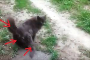 В Астраханской области обнаружили кота с тремя хвостами