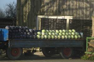 Пограничники отправили обратно в Казахстан 44 тонны лука и капусты