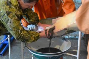 Астраханские рыбоводы получили чёрную икру, не нанося вред рыбе