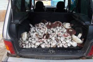 Дожди вызвали небывалый урожай грибов в Астраханской области