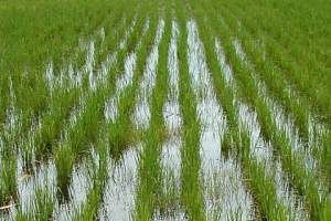В Астраханской области планируют собрать хороший урожай риса