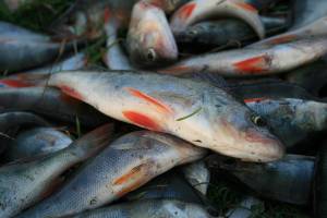 Астраханец поймал 250 кг рыбы с помощью сачка