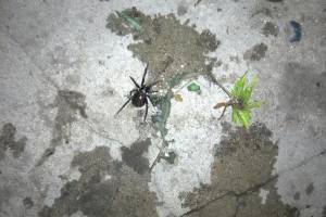 Нашествие пауков вызвало панику в Астрахани