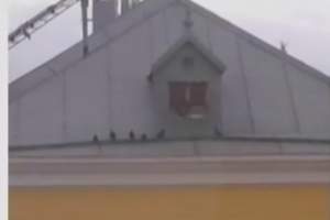 Астраханские голуби остались без жилья