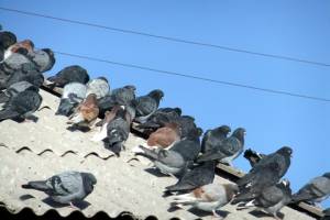 В Астрахани голубей не пускают домой