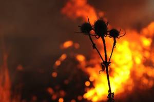 В Астрахани ожидается высокая пожароопасность