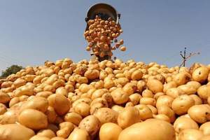 Астраханские овощеводы ожидают в этом году хороший урожай раннего картофеля