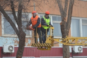 На ликвидацию сухих деревьев понадобится 38 млн. рублей