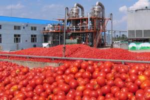Астраханцы собираются накормить томатной пастой всю страну