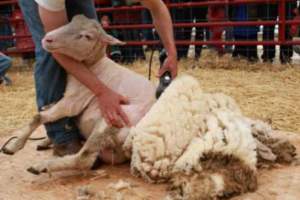 В племенных хозяйствах астраханского региона началась стрижка овец